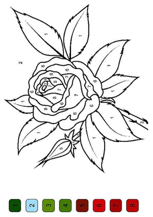 Rose color by number