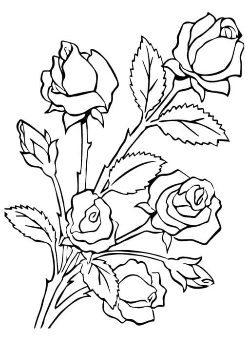five roses