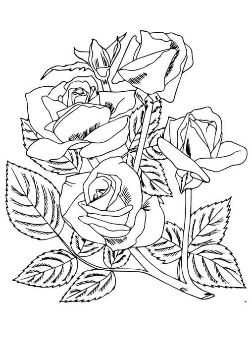 four roses