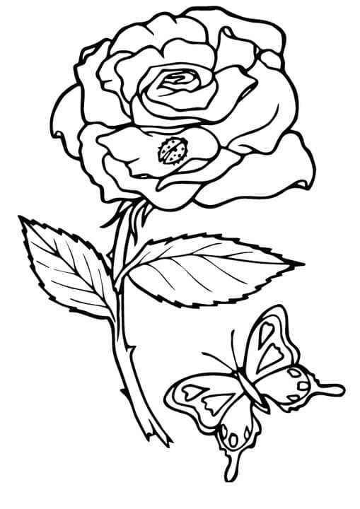 rose bug and butterfly