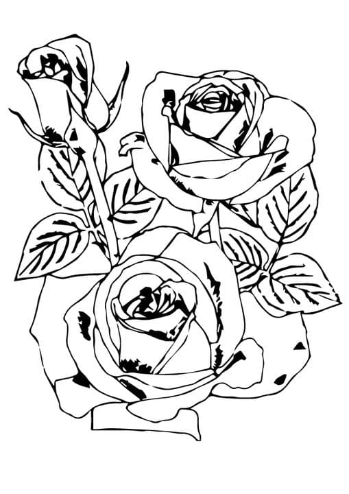 rose flowers