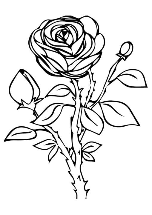 rose nature