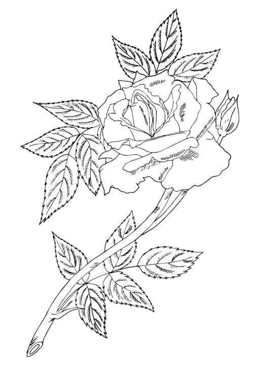 single rose with leaves