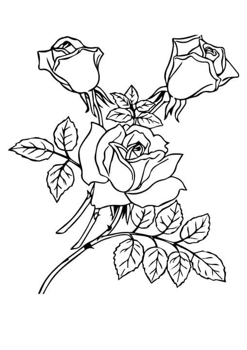 three roses with leaves