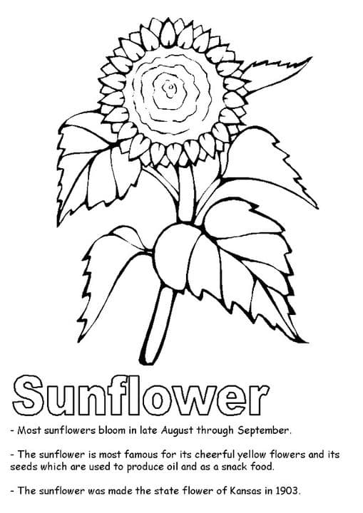 A Sunflower