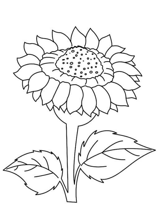 Dafna Sunflower