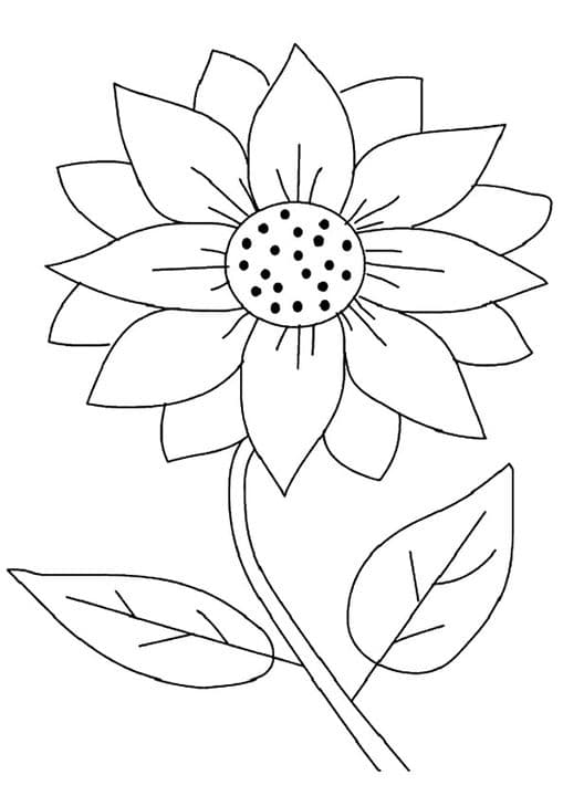 Maximilian Sunflower