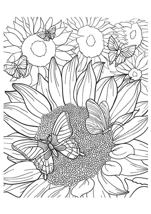 Moulin Rouge Sunflower