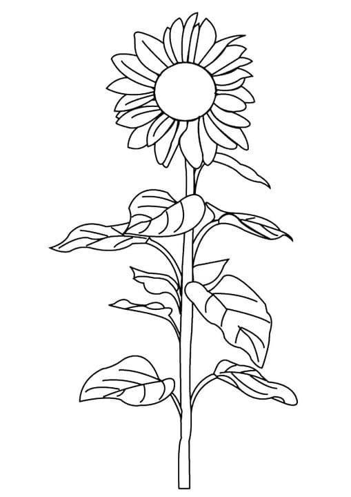 Pacino Cola Sunflower