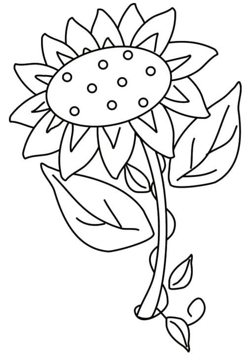 Solara Sunflower