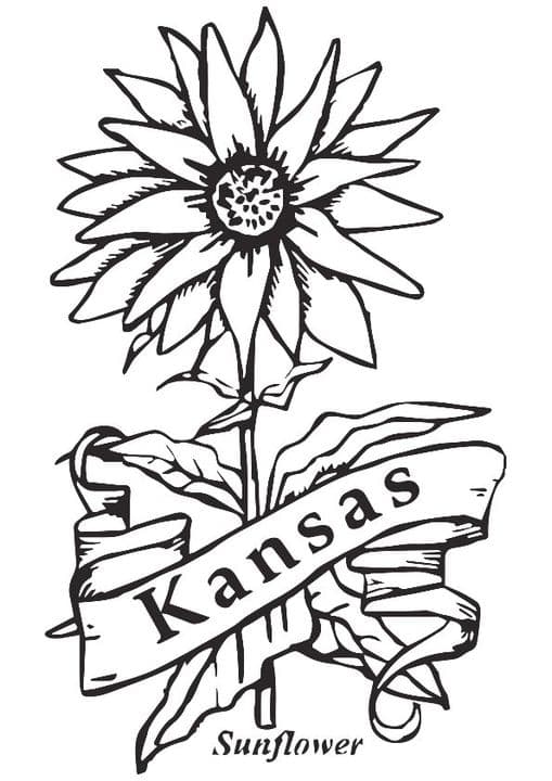 State Flower Of Kansas