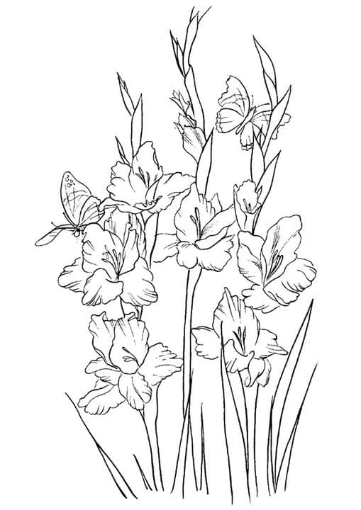 The Gladiolus
