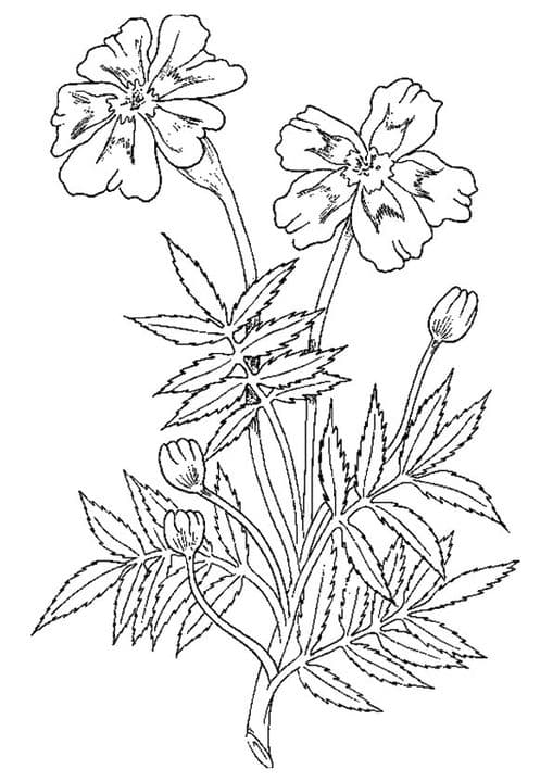 The Marigold