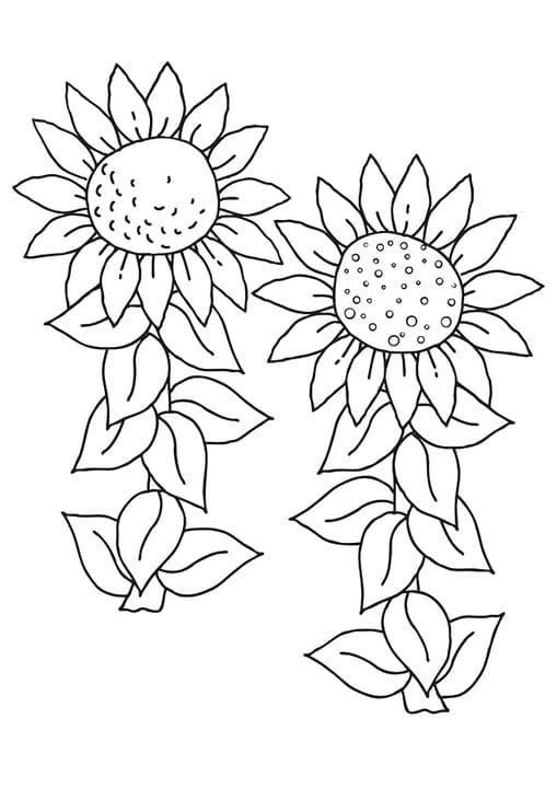 The Sunflower