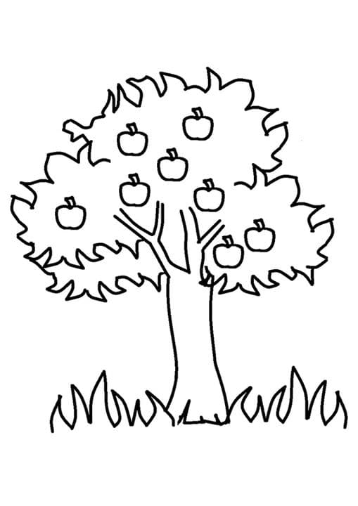 Apple Tree
