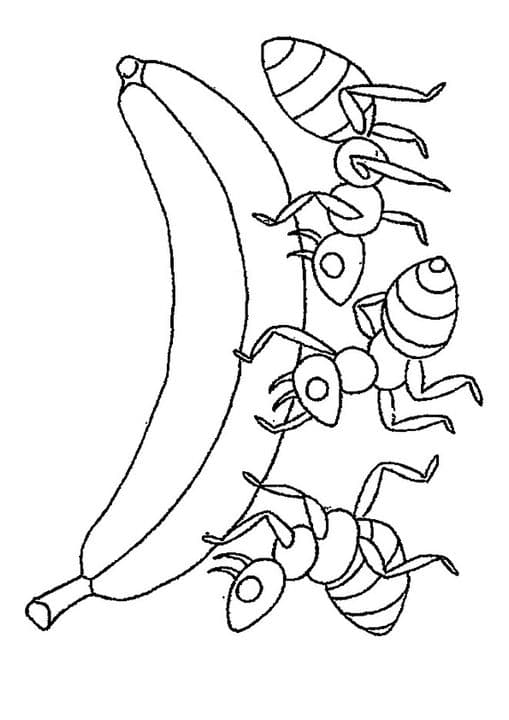 Ants Eating Banana