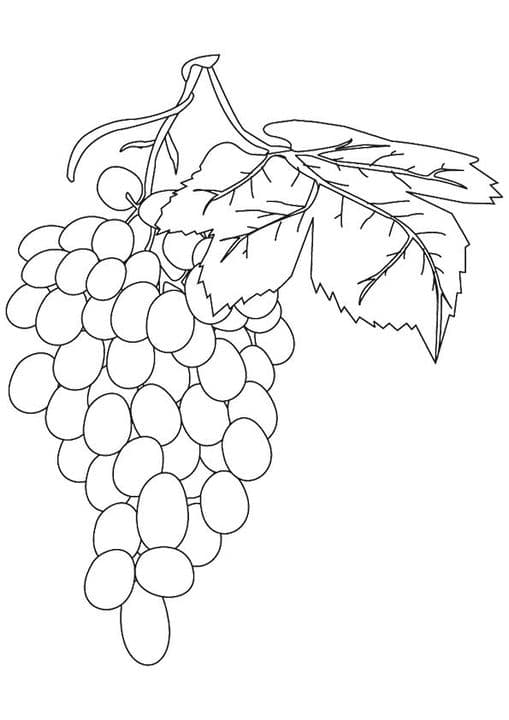 Vineful Grapes