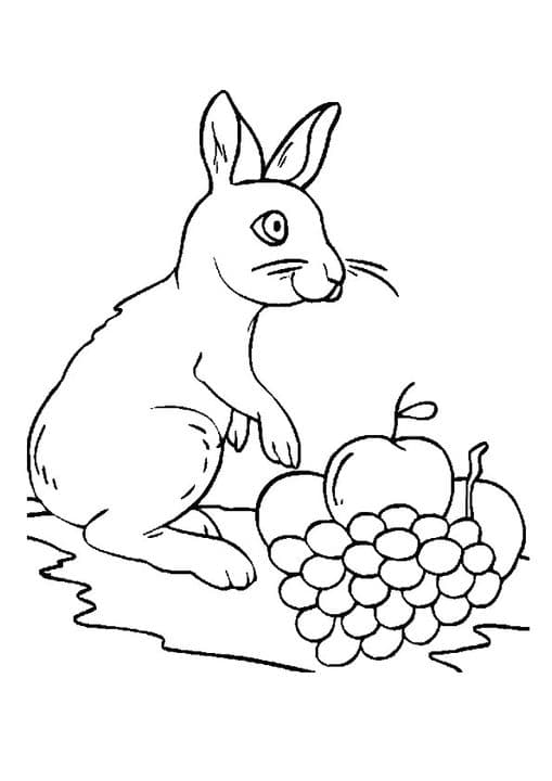 Rabbit Likes Grapes
