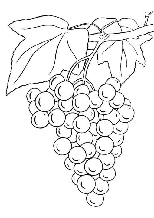 Bunch of Grapes