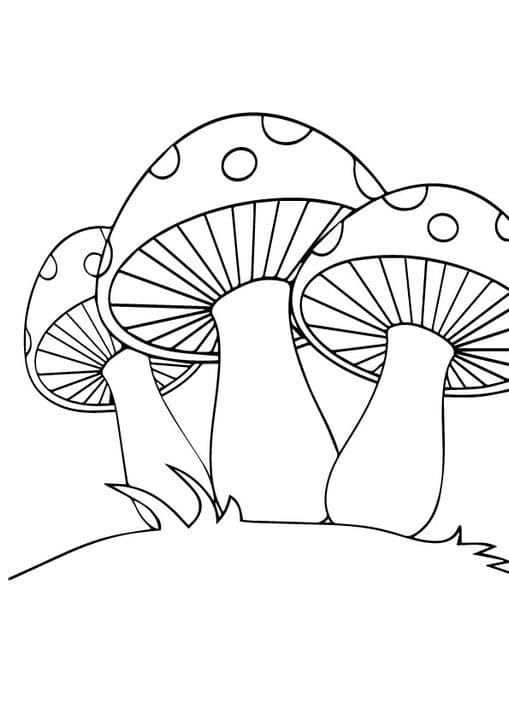 3 Mushroom Set