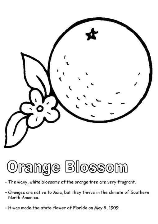Orange Blossom