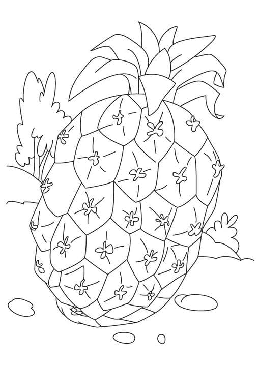 Sugarloaf Pineapple