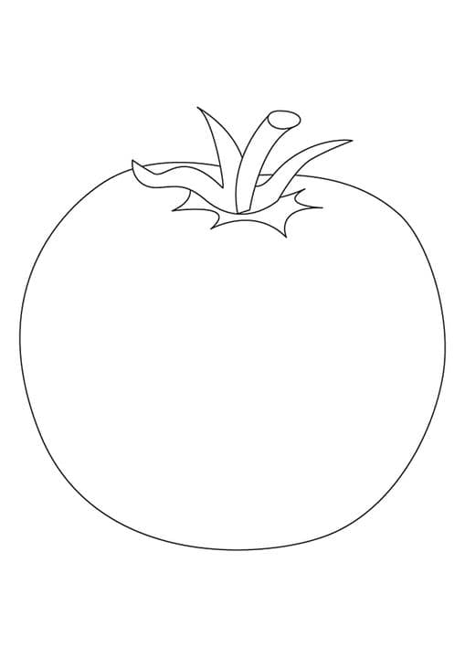 Globe Tomato 