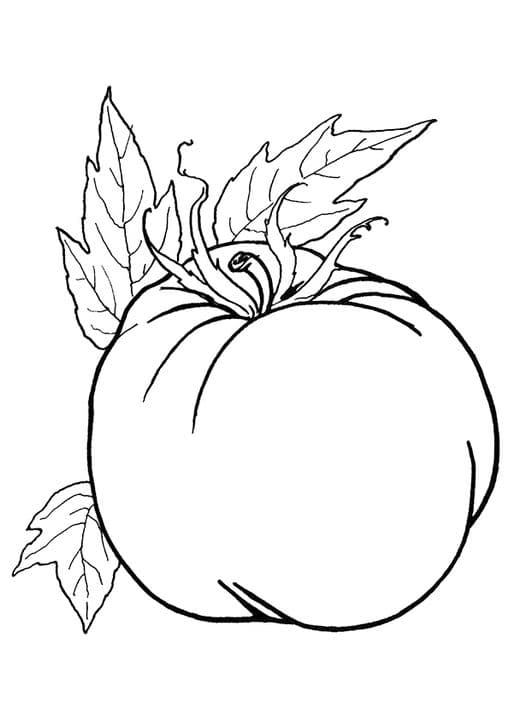 Ripened Tomato