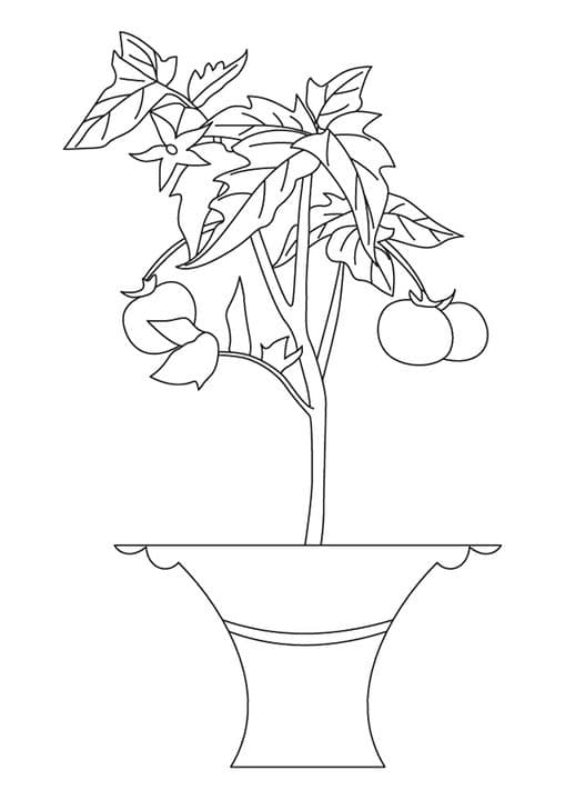 Tomato Plant