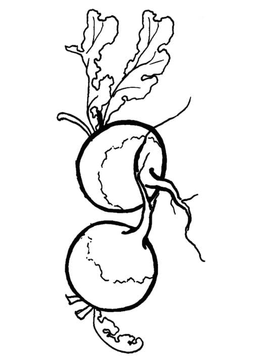 Fresh Beetroot