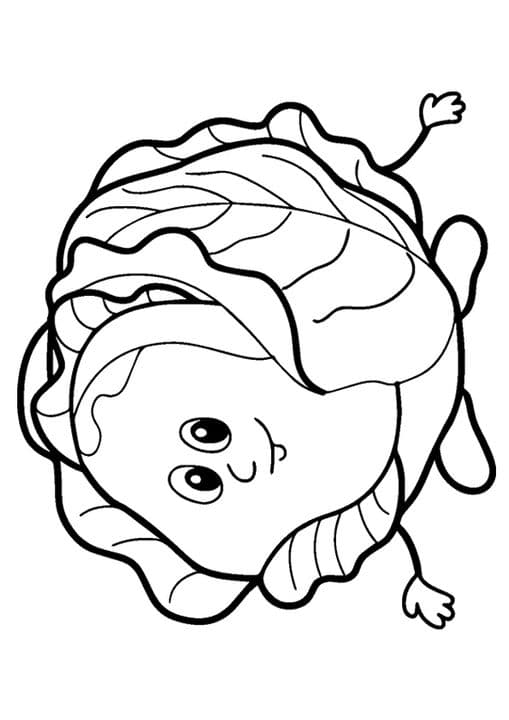 Fresh Cabbage