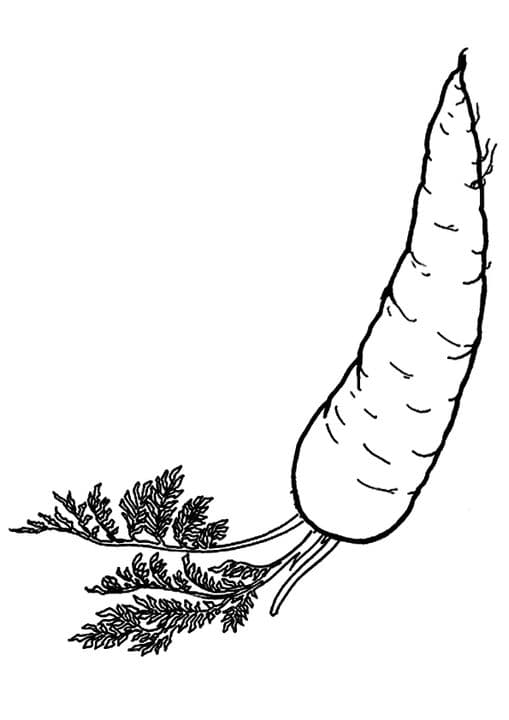 Fresh Radish