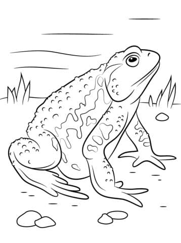 Asiatic Toad 