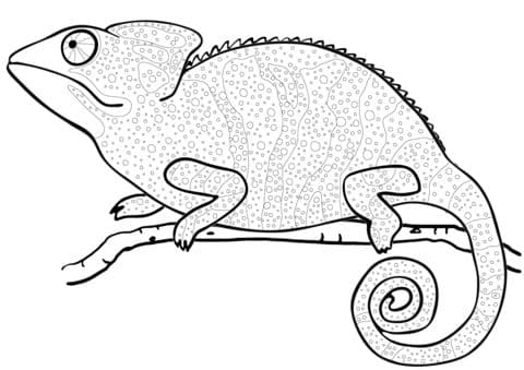 chameleon coloring page