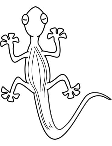 Lizard 