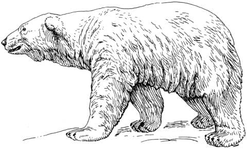 Polar Bear
