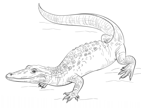 Dangerour Alligator 