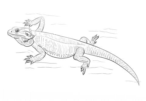 Bearded Dragon 