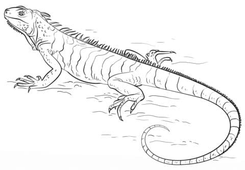 Iguana in Stick