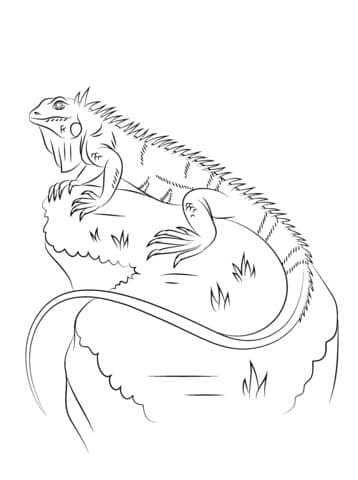 Large Iguana