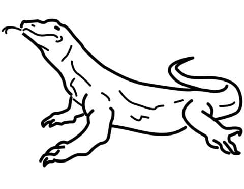 Komodo 