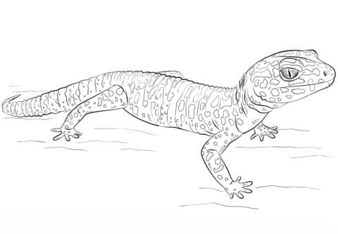 Leopard Gecko 