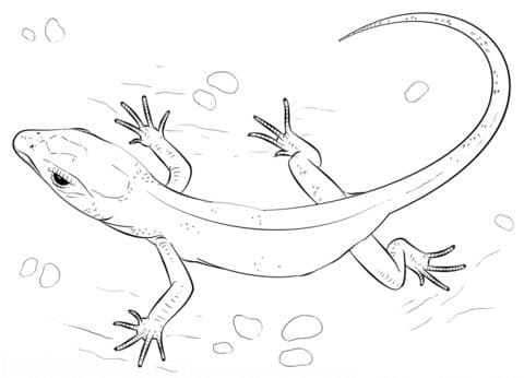 Small Lizard 