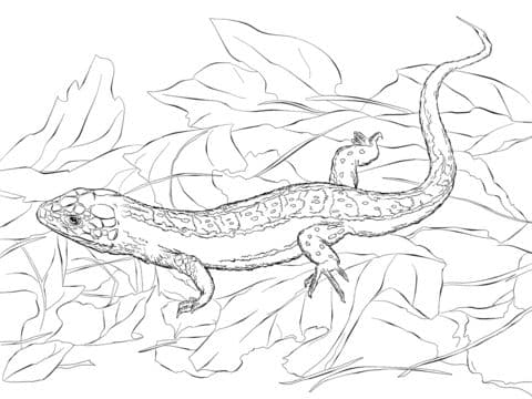 Sand Lizard