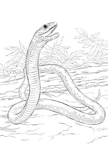 Black Mamba