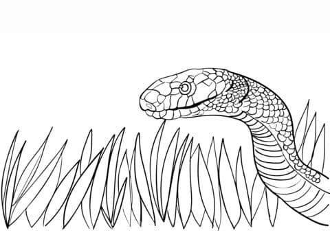 Dangerous Snake 