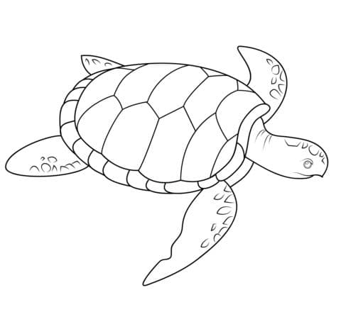 sea turtle coloring page