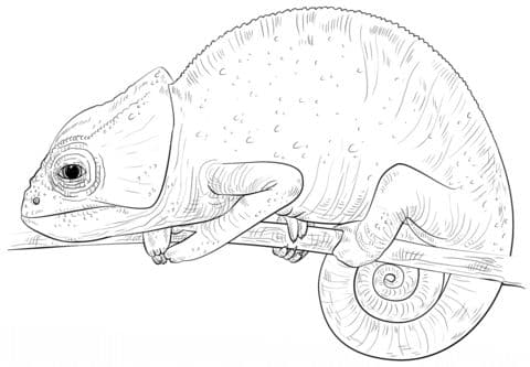 chameleon coloring page