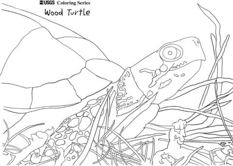 Wood Turtle