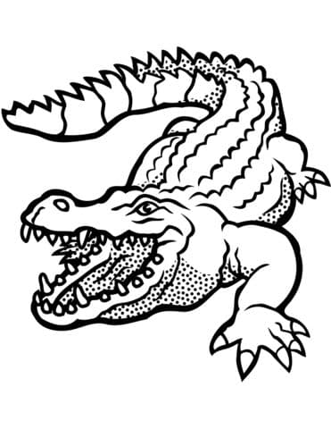 Crocodile 3